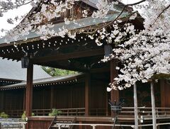 2024年桜開花状況&#9825;靖国神社の標本木