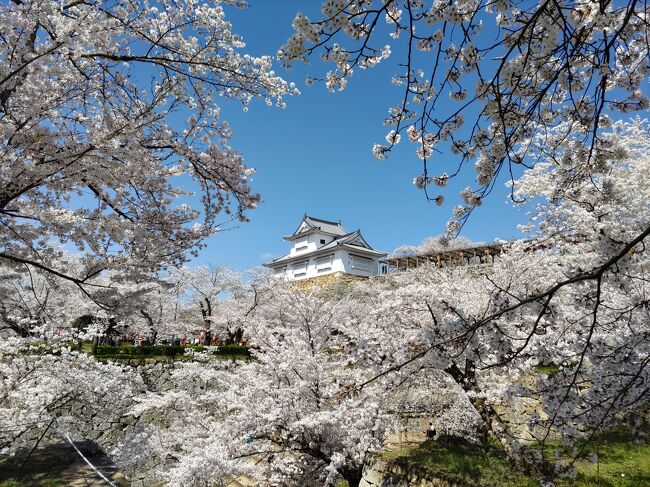 　１年半前の2020年12月に鳥取、岡山を旅した時の最終日に津山城址を訪れました。12月で日暮れも早く、帰りを急いだために津山城址には入場できずじまいでした。観光案内所そばの階段を上がり、立派な石垣を眺めただけで帰りました。その時に必ず桜の頃に訪れると決め、今回の桜を見る旅となりました。<br />　他にも、真庭市の醍醐桜や福山市の国宝明王院五重塔に感動し、湯原温泉の砂湯、友人から紹介してもらった原田マハの小説に出てくる鞆の浦の素敵なホテルで楽しい時間を過ごしました。<br />　一日目は、津山城、津山藩庭園、がいせん桜のある出雲街道新庄宿を巡り、湯原温泉で宿泊です。<br /><br />