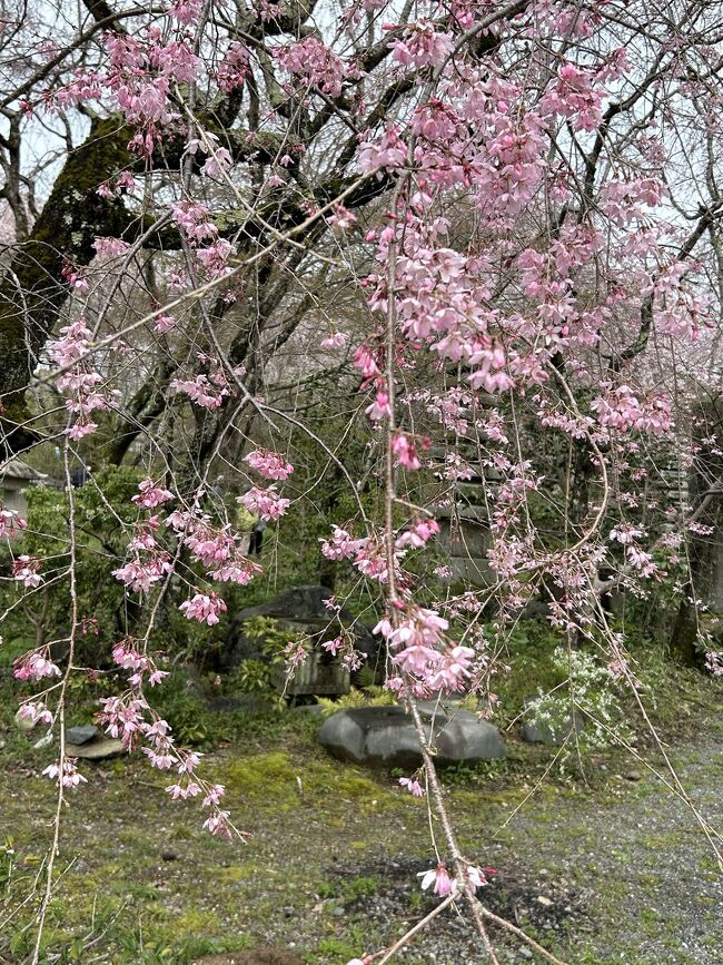 佐野藤右衛門の枝垂れ桜が綺麗に咲いてきています。