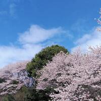 2024年4月3日～宇都宮は隠れた桜の名所ですね！しだれ桜、エドヒガン桜、ソメイヨシノ、宇都宮泊