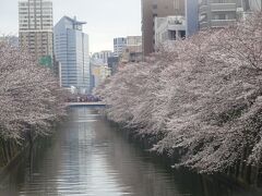 2024年4月東京(虎ノ門 目黒(祐天寺 正覚寺 八幡神社) 目黒川･上野公園･飛鳥山公園･音無親水公園の桜)