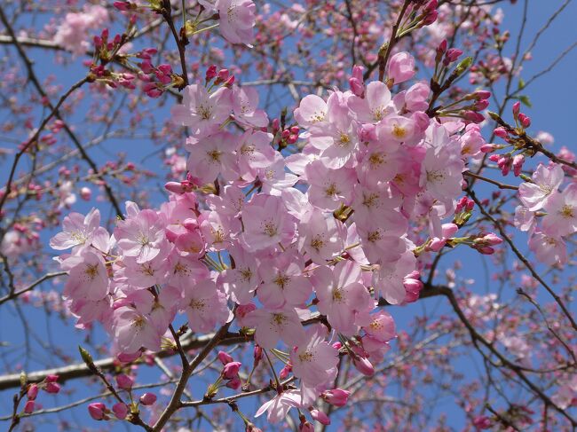 東京のソメイヨシノも開花宣言が出されましたが、今年は遅いですね。<br />そろそろ本格的なお花見の季節ですが、ソメイヨシノはまだなので、それ以外で満開の桜を探して散策です。<br /><br />本日観桜の品種は<br />　1.神代曙<br />　2.小松乙女<br />　3.仙台屋<br />　4.駿河桜<br />　5.駿河小町<br />　6.咲耶姫<br />　7.陽光<br />　8.伊東桜<br />　9.豆桜<br />　10.越の彼岸<br />　11.江戸彼岸<br />　12.紅枝垂桜<br />　13.陽春<br />　14.小彼岸桜<br />　15.天城吉野