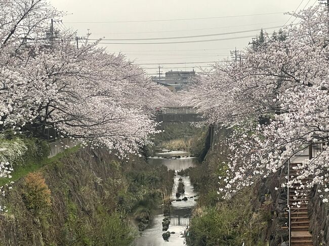 ４月４日、桜が見頃になった、名古屋市内の『さくら名所100選』2か所（鶴舞公園・山崎川四季の道）と藤原兼平（藤原時平の弟、藤原道長の曽祖父藤原忠平の兄）ゆかりの寺、笠覆寺（笠寺観音と呼ばれています）を訪問しました。笠覆寺の言われは、雨の日に、鳴海長者・大高成高の家に仕えていた娘が、荒れてお堂が崩壊した小松寺の観音様が、雨露に濡れる姿を見て気の毒に感じ、自分がかぶっていた笠をとり、観音様にかぶせました。その縁か後日関白・藤原基経の子供、藤原兼平が下向のおり、長者の家に泊まった際にその娘をみそめて、妻にしました。彼女は『玉照姫』と呼ばれることとなりました。兼平・玉照姫は夫妻は、延長八年（930）、寺を建て、寺号を小松寺から笠で覆う寺、即ち笠覆寺に改められました。ここには夫妻の位牌が安置されています。名古屋の桜と名古屋市南部の歴史的な場所を報告します。