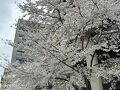 2024年春、"丸の内"～"皇居のお堀端"～"神保町" まで街歩き。"神田 博報堂旧本社跡地界隈" の桜は、既に満開だった！