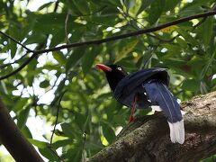 後期高齢夫婦台湾へ　④３月２８日　台北植物園で探鳥三昧