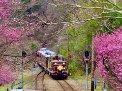 雨の合間に花を愛でる②&#12316;わたらせ渓谷鉄道の花桃&#12316;