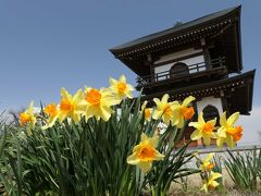 「善長寺」の枝垂れ桜と水仙_2024_サクラは見頃初期、スイセンは見頃終盤でした（館林市）