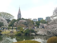 桜の咲く新宿御苑から新大久保まで歩く