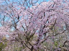 東京２０２４桜　【１】六義園