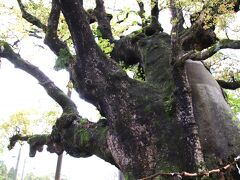 薩摩武士が生きた街志布志麓散策　山宮神社で大楠からパワーをもらってからイタリアントマトでランチ