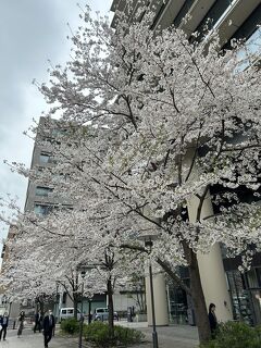 2024年春、"丸の内"～"皇居のお堀端"～"神保町" まで街歩き。"神田 博報堂旧本社跡地界隈" の桜は、既に満開だった！