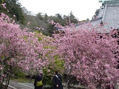 桜花道の建長寺、花海棠の妙本寺