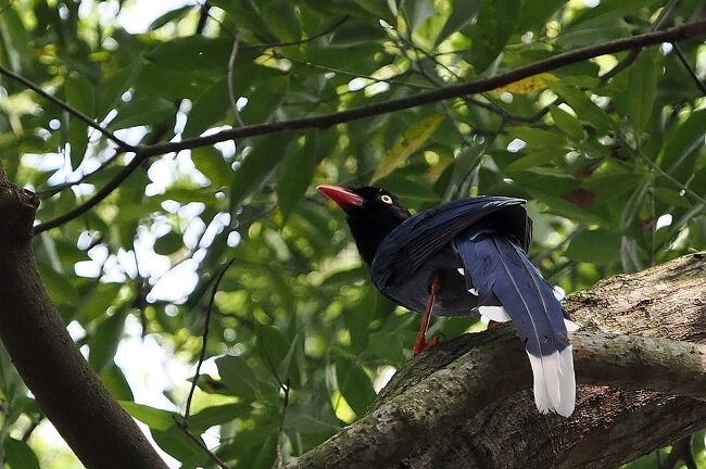 今日は一日自由行動。<br /><br />植物園で探鳥三昧です。<br /><br />朝食もそこそこに８時前にタクシーで台北植物園へ。<br /><br />探鳥には適した季節でたくさんの鳥に逢えました。
