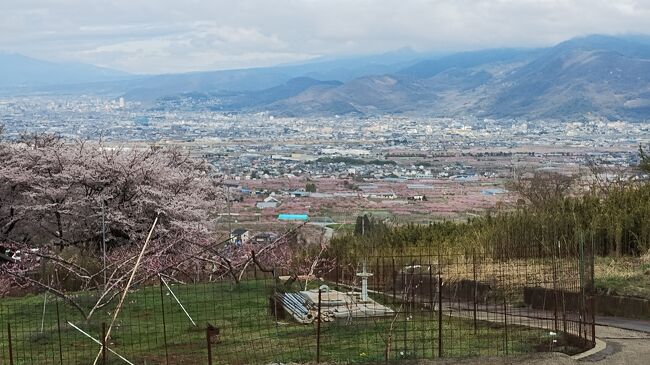 毎年桃の花が咲く頃に、山梨の桃源郷に花見に行くのが、キツネとタヌキの高齢行事。がしかし、今年は桜の開花が遅れた。今年の冬は暖かかったので、早く開花すると予測したが、ちょうど春祭りの時期に格安の宿に１室だけ空室があったので予約した。桜の開花予測はネットを含む各メディアともことごとく外して、どんどん遅れ、やっと桜の花が咲き始めたころ、旅行日となった。桜が終わってから桃の花が咲く。おまけに天気予報は当日暴風雨だというのに、宿のキャンセルはもうきかないので、旅行を強行することになった。少しだけでも雨が止んで欲しいといちまつの望みをかけて、降水確率がちょっとだけ低い宿泊日の午前中に花見が出来ればと、新宿からの始発バスに乗るため、朝５時に起きて傘をもってでかけだ。<br />