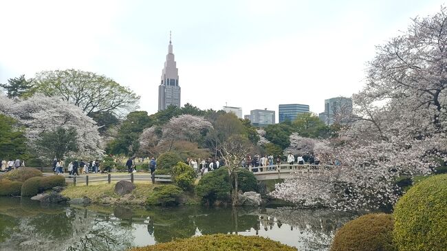 やっと満開宣言を迎えた桜の時期を新宿御苑から新大久保迄１７０００歩<br />歩きました。<br />この時期は平日でも混むのでランチは予約して行きました。<br />夜はランチ時間ギリギリで新大久保でちょい飲みして、混雑するのを避けて帰ろうと思ったら通勤ラッシュで凄い人でした。