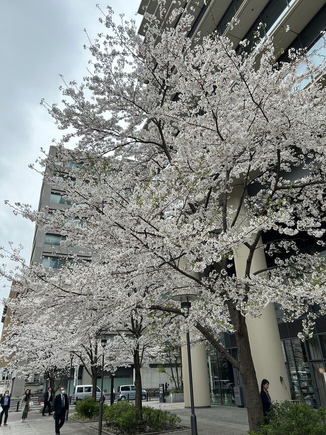 2024年の桜、初めの満開の確認は＠神田だった！