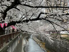 目黒川桜