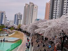 桜を求めて、慶州・釜山おばちゃん二人花見旅①～釜山・温泉川の桜並木～