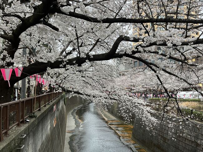 広島から上京した友達のリクエストで、今年も目黒川でお花見。横浜の友達とは3年連続で目黒川の桜を見ることができました。<br /><br />2022年<br />https://4travel.jp/travelogue/11746287<br /><br />2023年<br />https://4travel.jp/travelogue/11818174