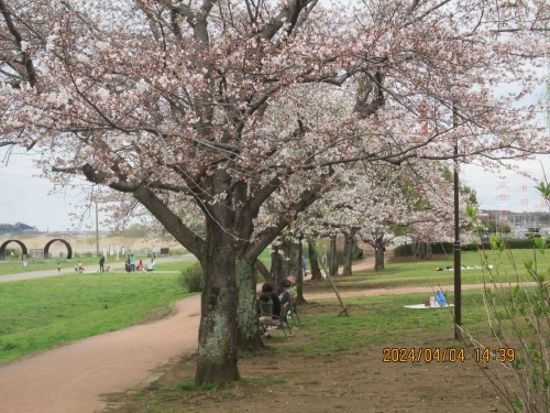 柏ふるさと公園は芝生広場や複合遊具があり、手賀沼のほとりにある広い公園です。毎年10月に開催（昨年復活）されている手賀沼エコマラソンの会場にもなっています。柏ふるさと大橋を使って、北柏ふるさと公園へ歩いて行くことができます。駐車場付近に桜の木があり、公園で遊ぶ子供達を迎え入れてくれます。春には桜が満開となり、秋には銀杏が紅葉します。柏市ホームページより。