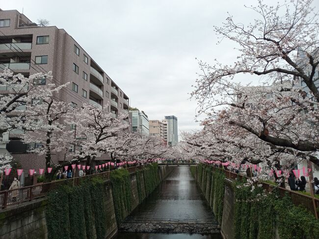今年は3月になって寒い日が続いたため、東京でもソメイヨシノが開花したのが何と３月末日になってからです。ここ10年で最も開花、満開日が遅い状況です。今年の東京23区内の桜巡りは2年ぶりになります。最初は3月末日にソメイヨシノよりも満開が早い六義園、4月4日に特に人気がある目黒川、千鳥ヶ淵、4月10日に多摩エリアの昭和記念公園に足を運びました。<br />23区内で訪れた人気スポットはまだ5分、7分咲きの状態で花びらの密集度が低めですが、美しい景観でした。昭和記念公園を訪れたときは満開、さらに大量の満開の菜の花とチューリップも見られて、まさに信じられない別世界の美し過ぎる光景が見られました。<br /><br />--------------------------------------------------------------------------------<br />スケジュール<br /><br />　3月31日　自宅－JR駒込駅　六義園－JR上野駅　国立博物館－自宅　　　　　　　　<br />★4月4日　自宅－東急東横線中目黒駅　目黒川－東急・東京メトロ渋谷駅　　　　　　　<br />　　　　　　－東京メトロ九段下駅　千鳥ヶ淵－自宅　<br />　4月10日　自宅－（自家用車）昭和記念公園－自宅