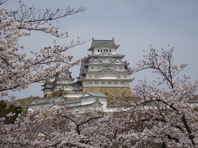 今年は暖冬のため桜の花見も早くなるのかなと思ったのですが、3月下旬からの冷え込みで例年より遅い開花となりました。<br />桜の開花情報だと週末の６日(土）７日(日）が満開で見頃とのことですが、人混みを避けて５日(金）に出かけてきました。<br />例年だとこの時期は葉桜に近いのですが、この日はまだ８分咲き。<br />開花情報通り満開は週末になりそうです。<br />ただ木によっては満開に近いものもあり、美味しいお酒ときれいな桜に世界遺産姫路城を堪能してきました。<br />姫路城の桜は来週末の１２日頃まで楽しめそうです。