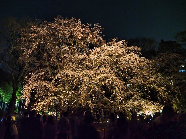 東京には大名庭園がいくつか残っています。そこで見る桜は、お殿様も見た景色。もしかしたら、上様も遊びに来られて見られたかもしれない、江戸時代なら限られた人にしか見ることができなかった特別な場所。それが今では、一般庶民も庭園とさくらを楽しむことができる、ありがたい時代なので殿様気分で小石川後楽園と六義園をはしごして花見を楽しんできました。<br />Vlogはこちらで<br />https://youtu.be/IoplQ83ILvc