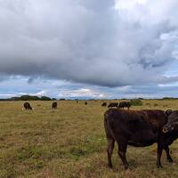 2024年4月土日でサイクリング黒島1泊2日
