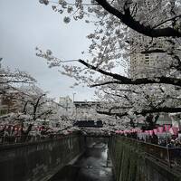 桜満開になりました！～目黒川、高級住宅街、ホテルの庭園どこもかしこも桜&#127800;