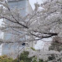 ◎東京/都会のオアシス日比谷公園でお花見♪