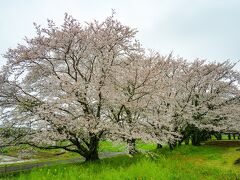 風土記の丘の桜　2024