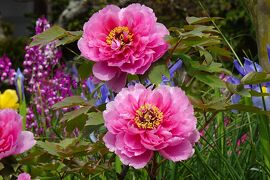 春本番~大島桜・ソメイヨシノ・里桜に芍薬・椿の松山城～道後温泉界隈を歩く・2024.4