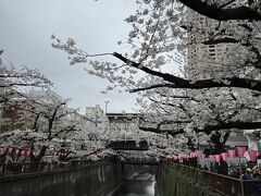 桜満開になりました！～目黒川、高級住宅街、ホテルの庭園どこもかしこも桜&#127800;