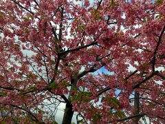 春の訪れ♪お花見しよ～(^▽^)/河津桜