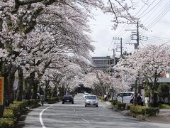 さわやかウォーキング(桜前線接近！雄大な富士に春の訪れ)御殿場 JR東海