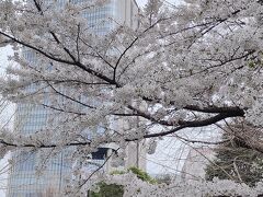 ◎東京/都会のオアシス日比谷公園でお花見♪