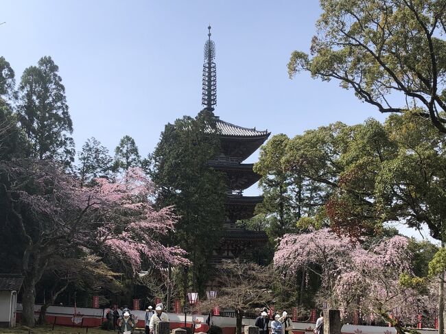 　久しぶりに京都に桜を見に行きました。ホテルを予約したのは去年の11月。桜の満開予測は3月末から4月前半。どっちだろう？とりあえずホテルは両方押さえました。2月末には十石船の予約もあったので、暖冬の影響で開花は早いであろうと予想し、この時期の京都行を決めました。ところが旅行１週間前になっても開花宣言が無くとうとう出発の日を迎えてしまいました。<br />　直前まで開花情報を調べながら旅の行程を考えましたが、中々開花したという情報は何処にもなく、ちらほら咲き出したところを何とか探し出し、あとは旅行中の好天でパッと咲き広がることを期待してピンポイントで回ってみることにしました。<br />　さて、桜は見られるのでしょうか。まぁ咲いてなくても京都を楽しめば良いか、そんな複雑な気持ちで決行した京都旅行でした。<br />　２日目は「醍醐寺の桜」です。ネット情報では咲き始め、どのくらい咲いているのでしょうか。ちょっと不安な気持ちで行ってみました。