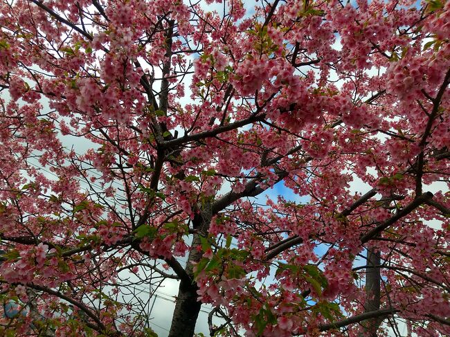 いよいよ３月になりましたね～♪<br />２月が暖かかったので、色々と春が早く訪れて来ているようです！<br /><br />南足柄の体育センター側にある川沿いで、短い距離ですが、桜祭りが開催されていました♪<br /><br />河津桜はソメイヨシノと違って、早咲きで濃いピンク色の花を咲かせます！<br /><br />短い時間ですが、お花見して来ましたよ～(^▽^)/