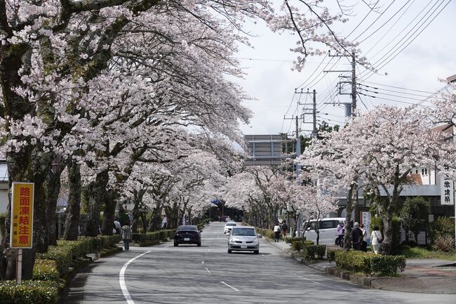 さわやかウォーキングで御殿場に出かけた、　今日の天気は曇りだったので桜がくっきりと見えない、残念。　ただ桜はほぼ満開に近かったので良かった。※やっと前回の東京のがっかり感が癒されました。