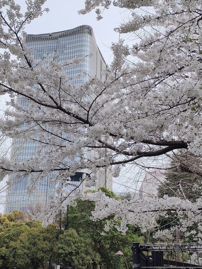 満開の桜が見たくて、たまたま通りかかった日比谷公園へお散歩ついでにお花見♪<br />東京では平年より5日遅く、昨年より15日も遅い3月29日の開花。そして4月4日に満開宣言☆せっかくだから満開の桜を楽しんでいこう♪