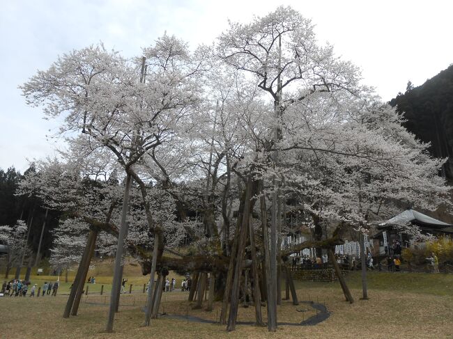 いつかは見たいな～と<br />ぼんやり思い続けていたのは「根尾の薄墨桜」<br />花を見るツアーは開花のタイミングが難しいけれど<br />今回はちょうど満開で<br />ツアーの前日は雨だったのに当日はそこそこの天気<br />やだ、普段の行いが良かった？（笑）<br />