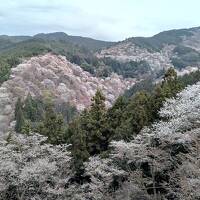 2024年4月吉野山と室生寺①吉野山