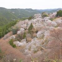 奈良＊吉野山の千本桜