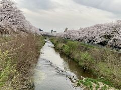 香流の桜2024 その3  ついに満開！