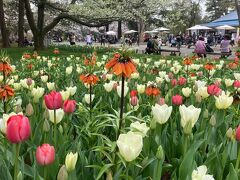 昭和記念公園、桜とチューリップ