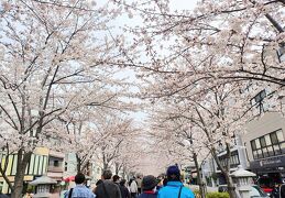 2024年4月の桜　鎌倉（鶴岡八幡宮の参道★＆長谷寺）、そしてやっぱり中目黒は外せない