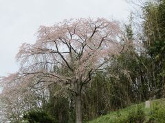 山口家裏にも枝垂れ桜（神奈川県足柄上郡中井町松本）