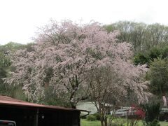 民家横の枝垂れ桜（神奈川県足柄上郡中井町松本）