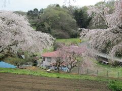 まつもと滝桜ー2024年春