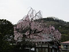 山北の民家の枝垂れ桜